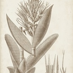Sepia Exotic Plants II