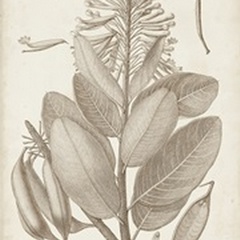Sepia Exotic Plants I