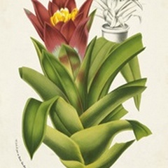 Tropical Bromeliad II