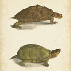 Turtle Duo IV