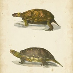 Turtle Duo I