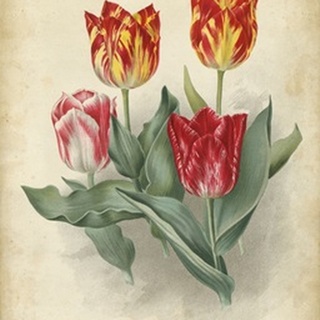 Tulip Florilegium