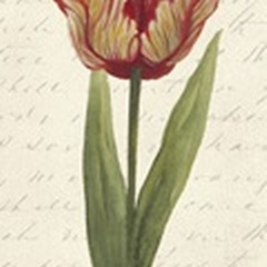 Twin Tulips II