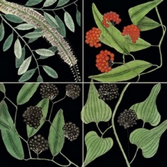 Graphic Botanical Grid IV