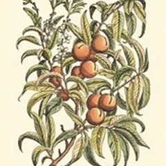 Peach Tree Branch