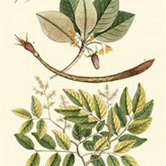 Native Plants I