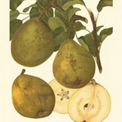 Pear Varieties I