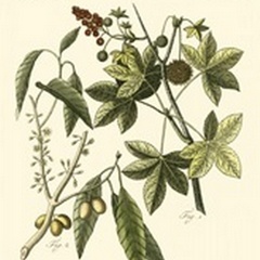 Native Plants II