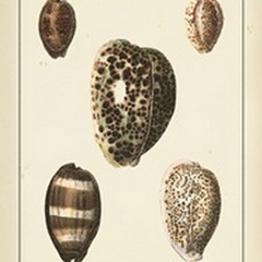 Antique Diderot Shells III