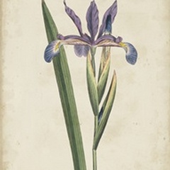 Lavender Curtis Botanicals III