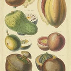 Fruits and Nuts I
