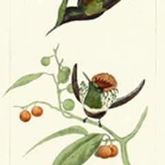 Lemaire Hummingbirds III