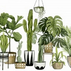 Plant Haven Collection A