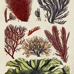 Coral & Seaweed Montage IV