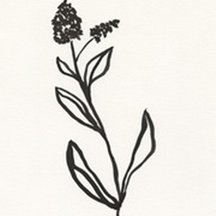 Ink Botanical Sketch VI