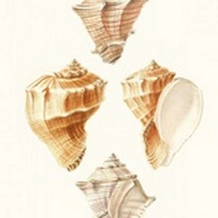 Lamarck Shells VI