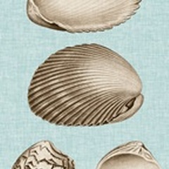 Sepia & Aqua Shells VIII