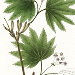 Broad Leafed Maple