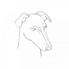 Greyhound Pencil Portrait II