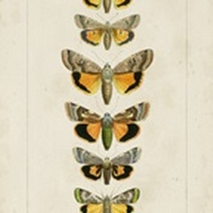 Pauquet Butterflies I