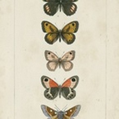 Pauquet Butterflies VI