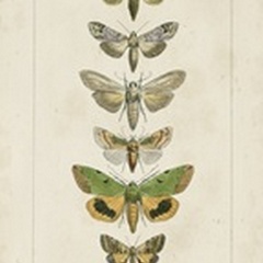 Pauquet Butterflies III