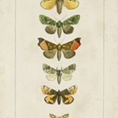 Pauquet Butterflies II