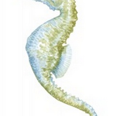 Watercolor Seahorse II