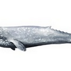 Whale Portrait IV