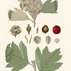 Leaves & Berries IV