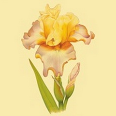 Iris Bloom VI