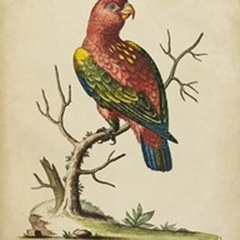 Edwards Parrots IV