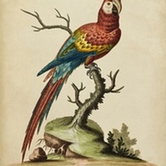Edwards Parrots I