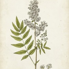 Antique Herb Botanical III