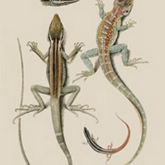 Antique Lizards II