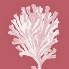 Corals White on Coral d