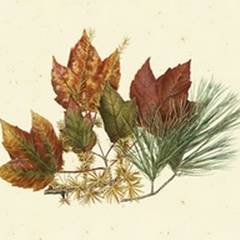 Red Maple, Tamarack and White Pine