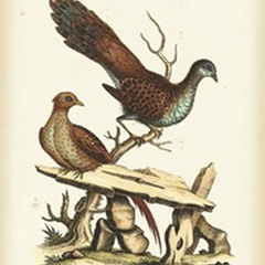 Regal Pheasants I