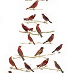 Red Bird Christmas Collection B
