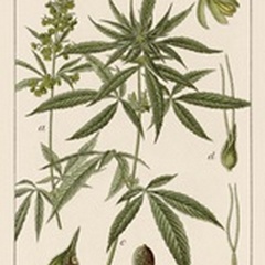 Vintage Marijuana II