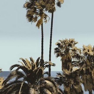 Palms And Beach I