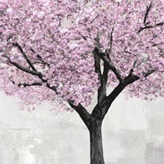 Cherry Blossoms Tree Blush
