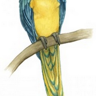 Teal Macaw II