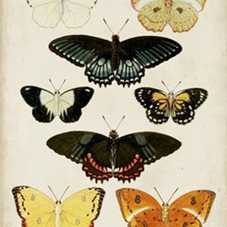 Butterflies Displayed III