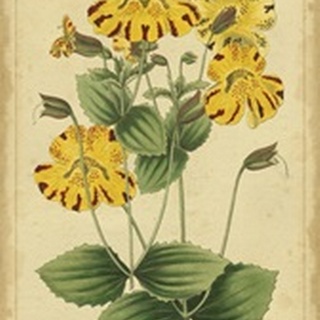 Curtis Blooms in Yellow I