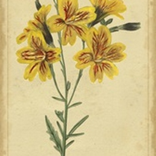Curtis Blooms in Yellow IV