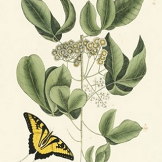 Catesby Butterfly and Botanical II