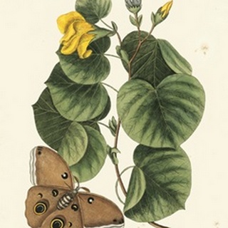 Catesby Butterfly and Botanical I