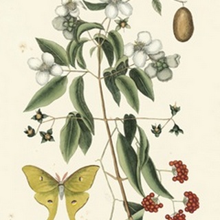 Catesby Butterfly and Botanical III