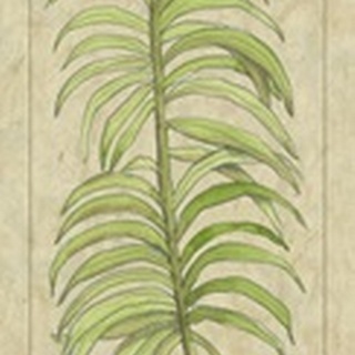 Arecaceae Leaf